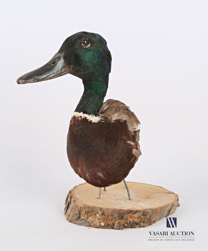 Tête en cape de canard col vert (Anas platyrhynchos...