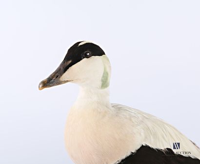 Taxidermie d'un mâle d'eider commun (Somateria...