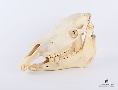 Crâne de zèbre (Equus quagga bohemi, non...