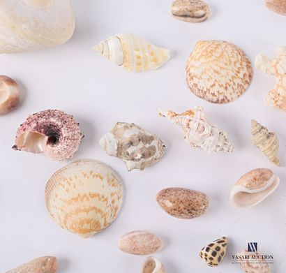 Ensemble de quatre-vingt coquillages.

Long....