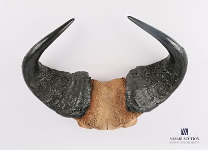 Frontal de buffle caffer (Syncerus caffer...
