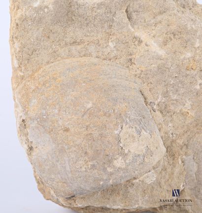 Ensemble de deux coques fossilisés.

Haut....