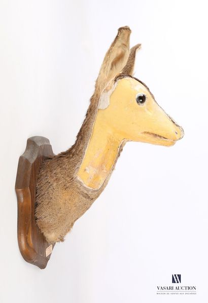 Tête en cape de chevrette (Capreolus capreolus,...