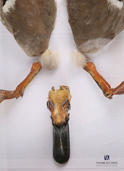Canard colvert (Anas platyrhynchos domesticus,...