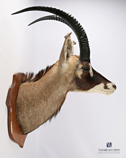 Tête en cape d'antilope rouanne (Hippotragus...