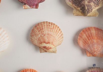 Suite de huit boites contenant des coquillages...