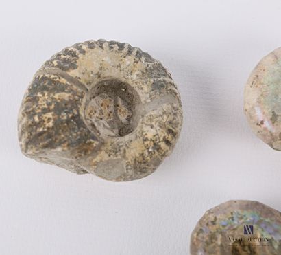Ensemble de sept ammonites fossilisées.

Long....
