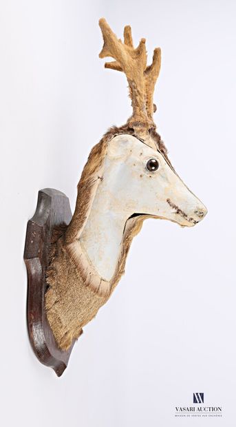Coupe d'étude de taxidermie de tête de brocard...