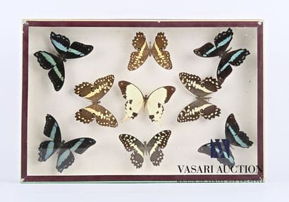 Boîte entomologique vitrée contenant neuf...