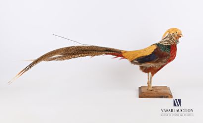 Couple de faisans dorés (Chrysolophus pictus,...
