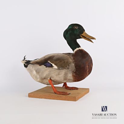 Canard colvert mâle (Anas platyrhynchos,...