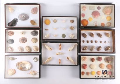 Suite de huit boites contenant des coquillages...