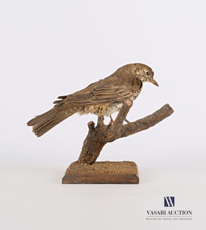 
Grive musicienne (Turdus philomelos, pré...