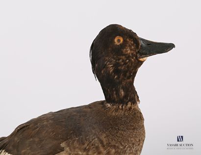 
Canard (Anas pré règlementation) sur socle.




(usures)




Haut....