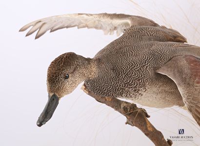 
Cane chipeau (Mareca strepera, pré règlementation)...