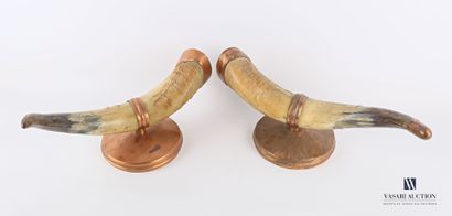 Paire de cornes de bovidé domestique (Bos...