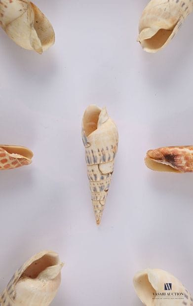 Suite de huit boites contenant des coquillages...