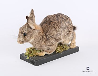 Lapin de garenne (Oryctogalus cuniculus,...