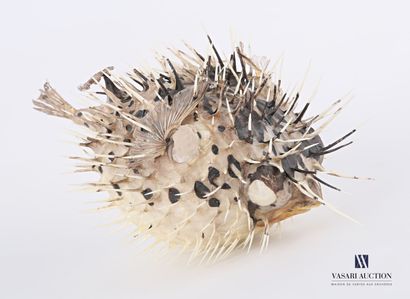 Diodon appelé poisson porc-épic (Diodon spp,...