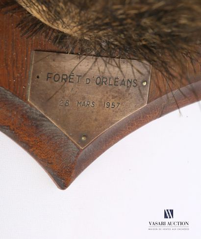 Tête de sanglier (Sus scrofa, non réglementé)...