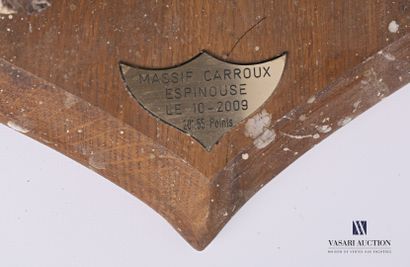 Coupe d'étude de taxidermie de tête de mouflon...