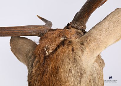 Tête de cerf élaphe (Cervus elaphus, non...