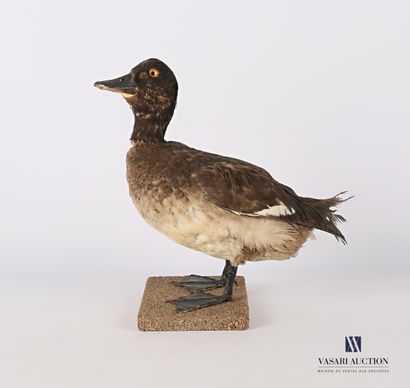 
Canard (Anas pré règlementation) sur socle.




(usures)




Haut....