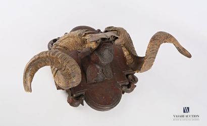 Frontal de bélier (Ovis aries, non réglementé)...