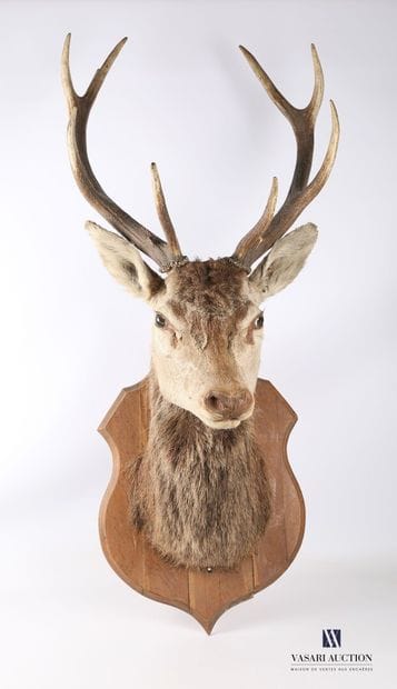 Tête en cape de cerf élaphe (Cervus elaphus,...