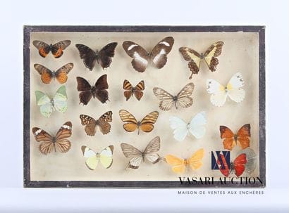 Boîte entomologique vitrée contenant dix-huit...