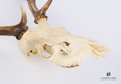 Crâne de cerf élaphe (Cervus elaphus, non...