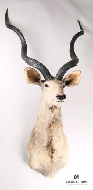 Tête en cape de grand koudou (Tragelaphus...