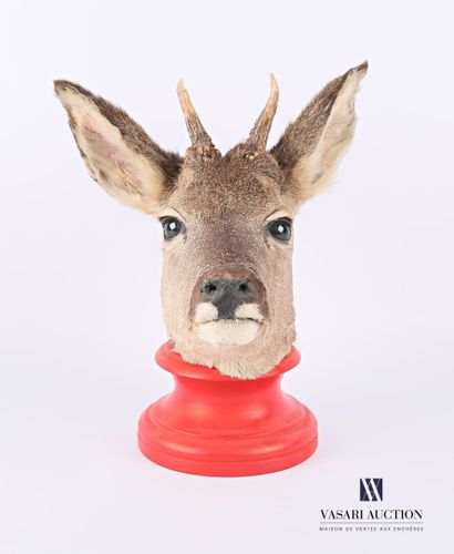 Tête de chevreuil mâle (Capreolus capreolus,...