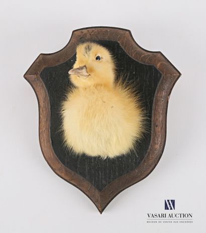 Demi caneton (Anas platyrhynchos domesticus,...