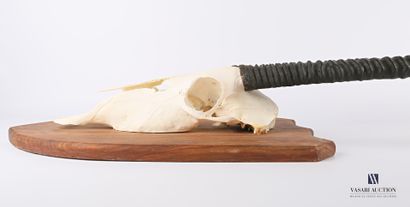 Massacre d'oryx (Oryx gazella, non réglementé)...