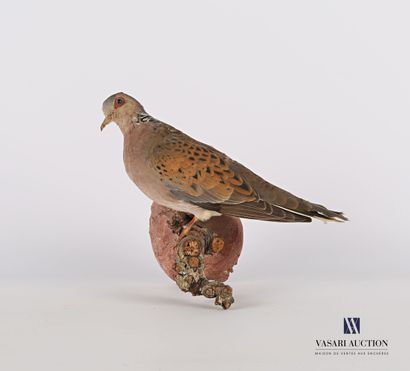 
Tourterelle des bois (Streptopelia turtur,...