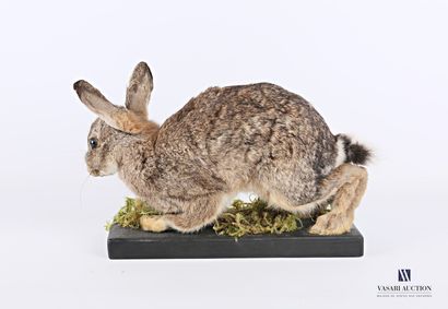 Lapin de garenne (Oryctogalus cuniculus,...