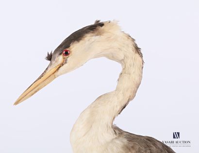 Grèbe huppé (Podiceps cristatus, non réglementé)...