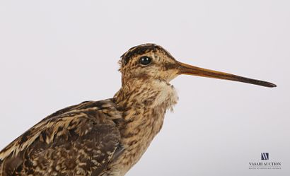Bécassine (Gallinago gallinago ??, non réglementé)...