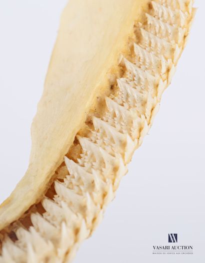 Mâchoire de requin (Chondrichtyes sp., non...