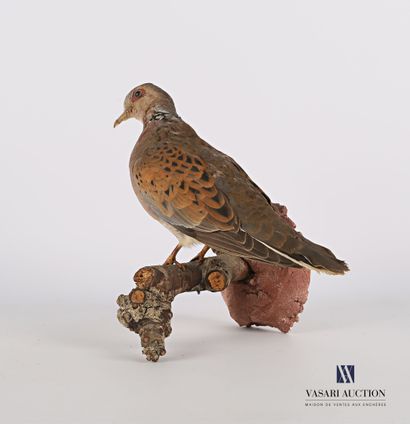 
Tourterelle des bois (Streptopelia turtur,...