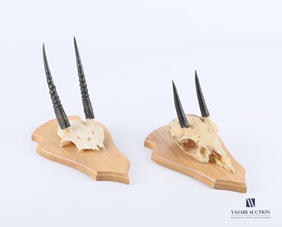 Paire de massacres de Dik Dik (Madoqua sp.,...