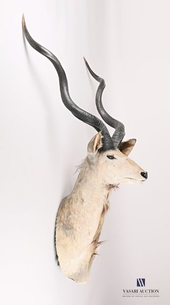 Tête en cape de grand koudou (Tragelaphus...