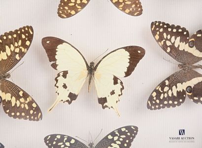 Boîte entomologique vitrée contenant neuf...