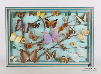 Cadre rectangulaire contenant seize papillons...