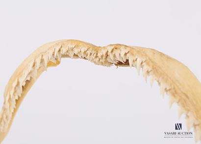 Mâchoire de requin (Chondrichtyes sp., non...