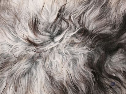 Peau de mouton islandais (Ovis aries, non...