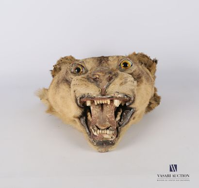 Tête de lionne (Fetis leo, annexe 2) la gueule...