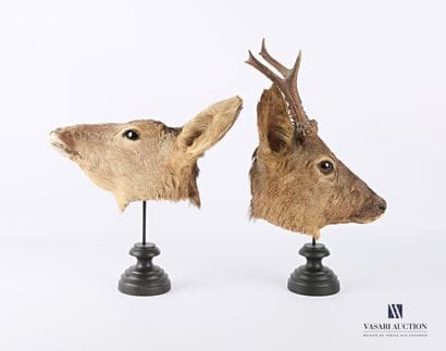 Paire d'écorchés de crânes d'un couple de...