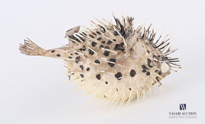 Diodon appelé poisson porc-épic (Diodon spp,...